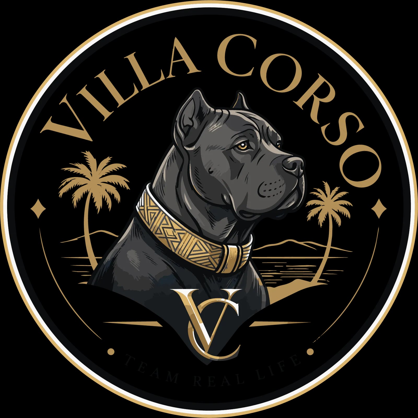 Villa Corso — Élevage Cane Corso — 6